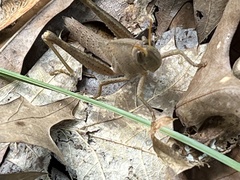 Schistocerca damnifica