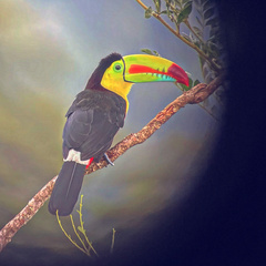 Ramphastos sulfuratus image