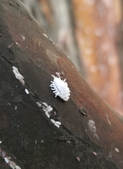 Eriococcus lagerstroemiae