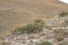 Juniperus polycarpos