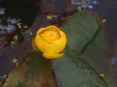 Nuphar advena