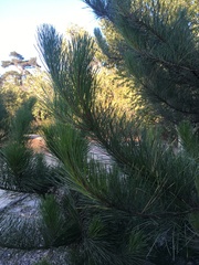 Pinus radiata