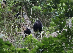 Alouatta pigra