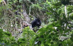 Alouatta pigra