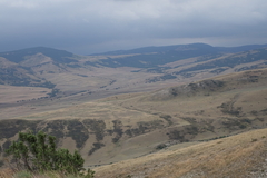 Juniperus polycarpos