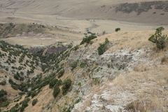 Juniperus polycarpos