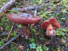 Neoboletus
