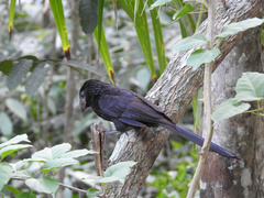 Crotophaga sulcirostris