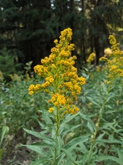 Solidago lepida