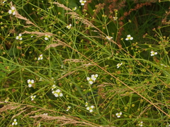 Alisma triviale