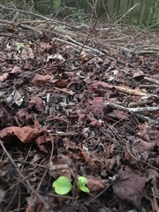 Melicytus ramiflorus