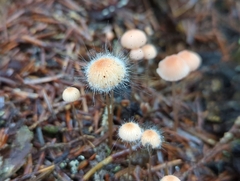 Spinellus