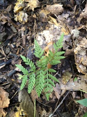 Botrypus virginianus
