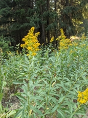 Solidago lepida