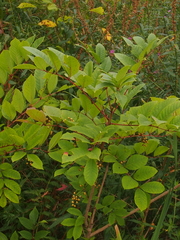 Toxicodendron vernix