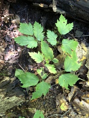 Actaea