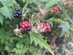 Rubus laciniatus