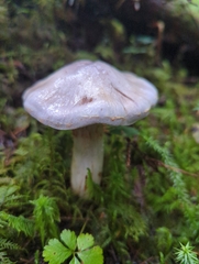Cortinarius camphoratus