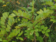 Toxicodendron vernix