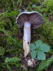 Cortinarius camphoratus
