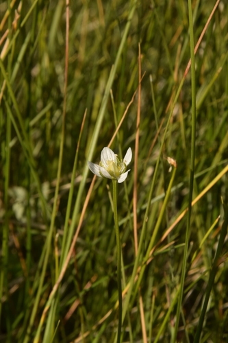 Image of Parnassia parviflora by (c) Mitch Van Dyke, some rights reserved (CC BY)