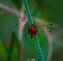 Erythrodiplax fervida