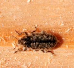 Rhinocyllus conicus