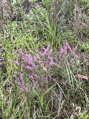 Hypocalymma robustum