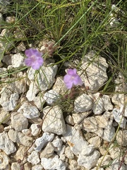 Agalinis maritima