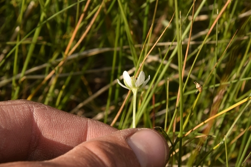 Image of Parnassia parviflora by (c) Mitch Van Dyke, some rights reserved (CC BY)