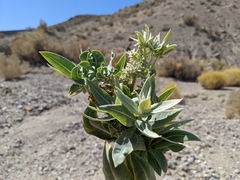 Asclepias erosa