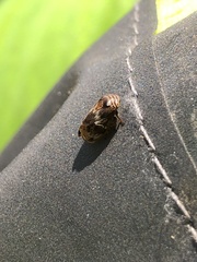 Clastoptera obtusa