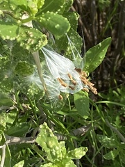 Asclepiadoideae