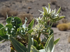 Asclepias erosa