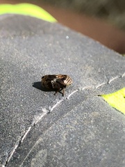 Clastoptera obtusa