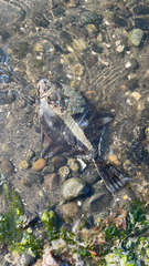 Platichthys stellatus