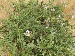 Cakile maritima