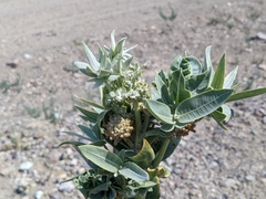 Asclepias erosa