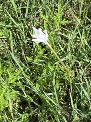 Zephyranthes chlorosolen