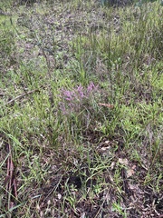 Hypocalymma robustum