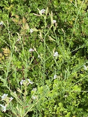 Oenothera lindheimeri