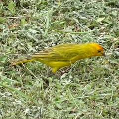 Sicalis flaveola