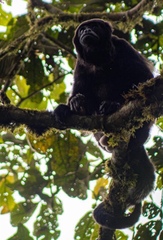 Alouatta palliata