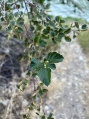Betula occidentalis