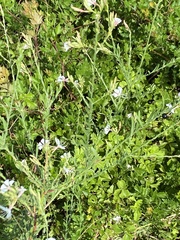 Oenothera lindheimeri
