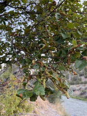 Betula occidentalis