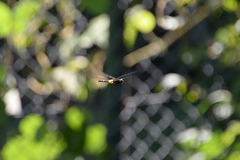 Pseudothemis zonata