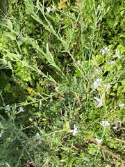 Oenothera lindheimeri