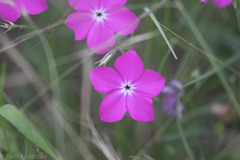 Phlox nana