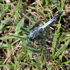 Orthetrum albistylum speciosum